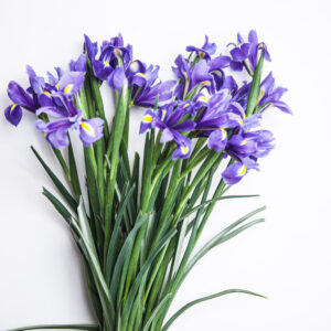 Bouquet Iris-2933