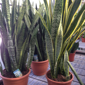 Pianta Grassa Sansevieria-0