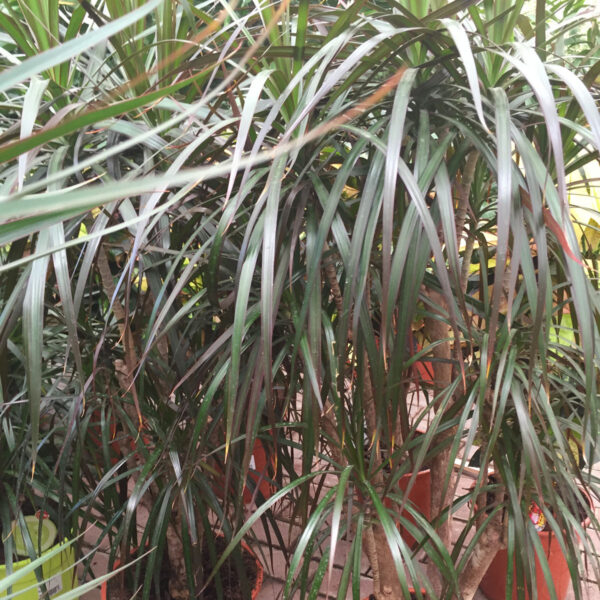 Dracaena-0