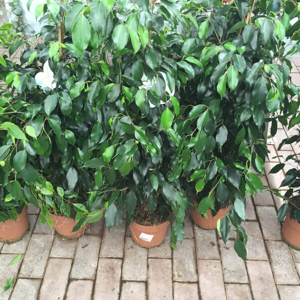 Ficus Benjamin-0